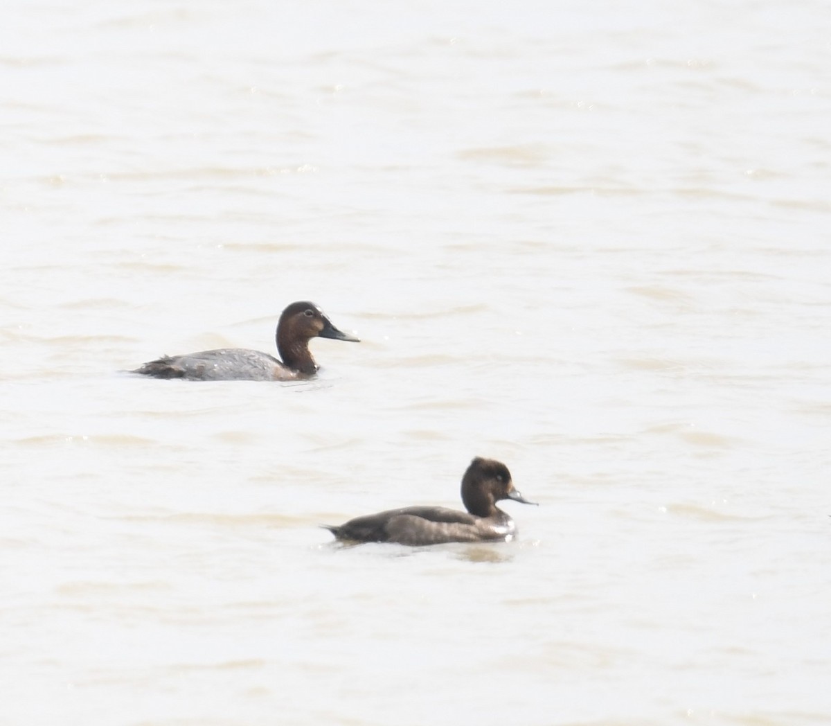 Elmabaş Patka - ML645544687