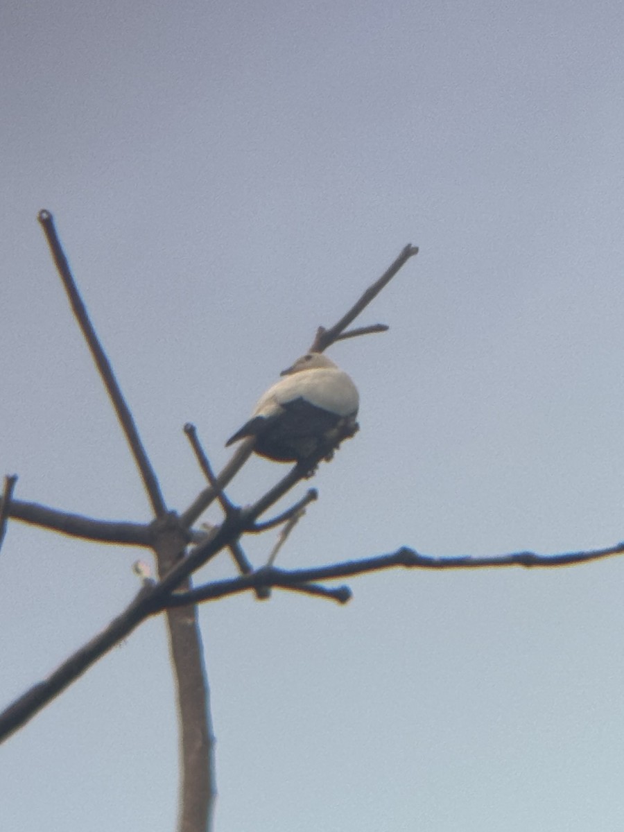 Alaca Has Güvercin - ML645544688