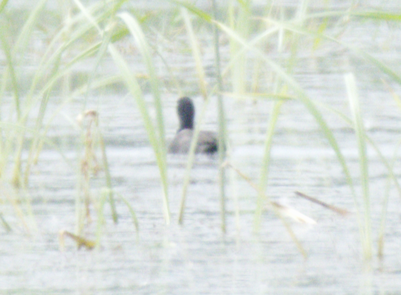 Sakarmeke - ML645544689