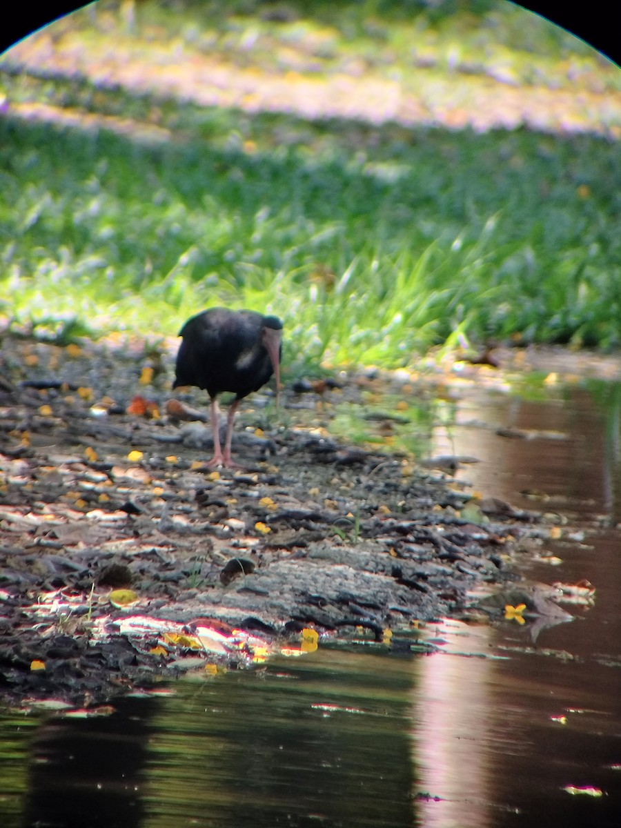 Fısıldayan Aynak - ML645544690