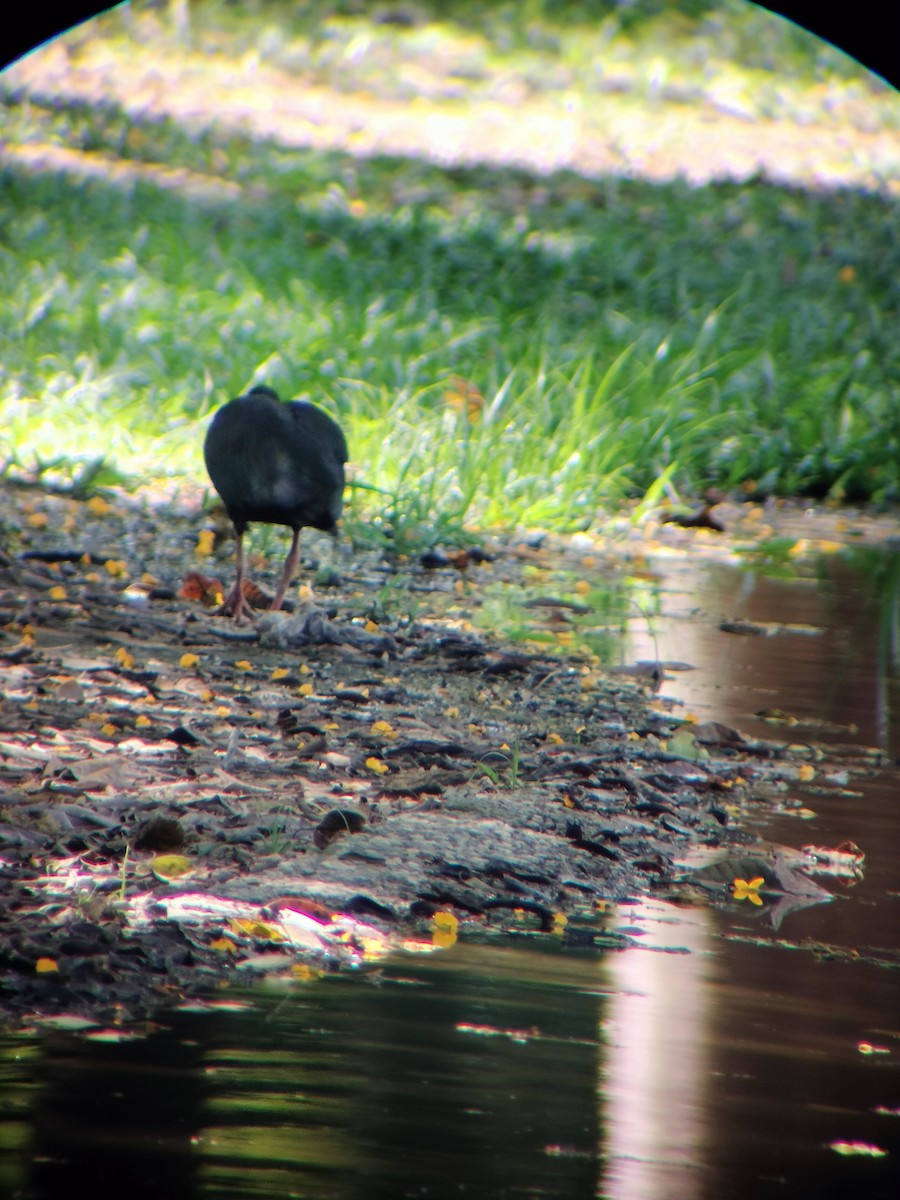 Fısıldayan Aynak - ML645544691