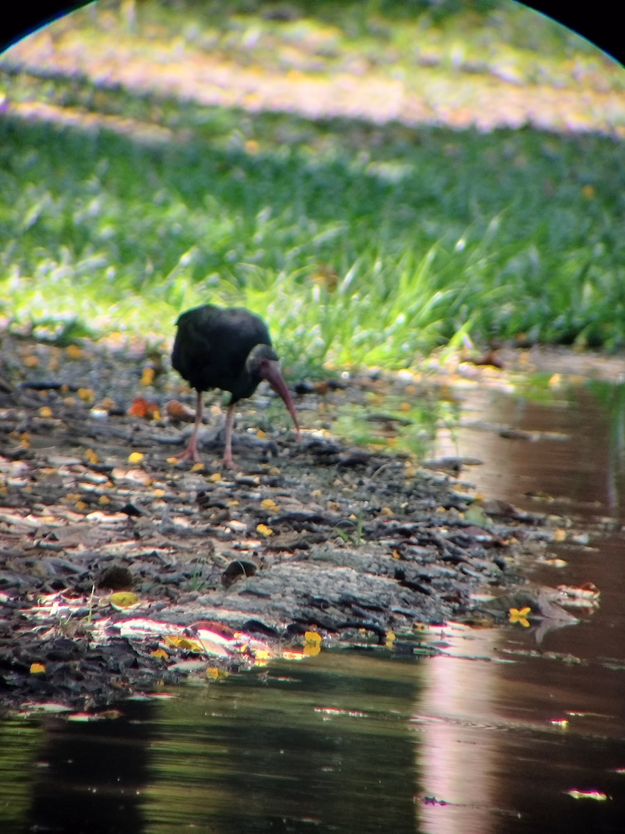 Fısıldayan Aynak - ML645544692