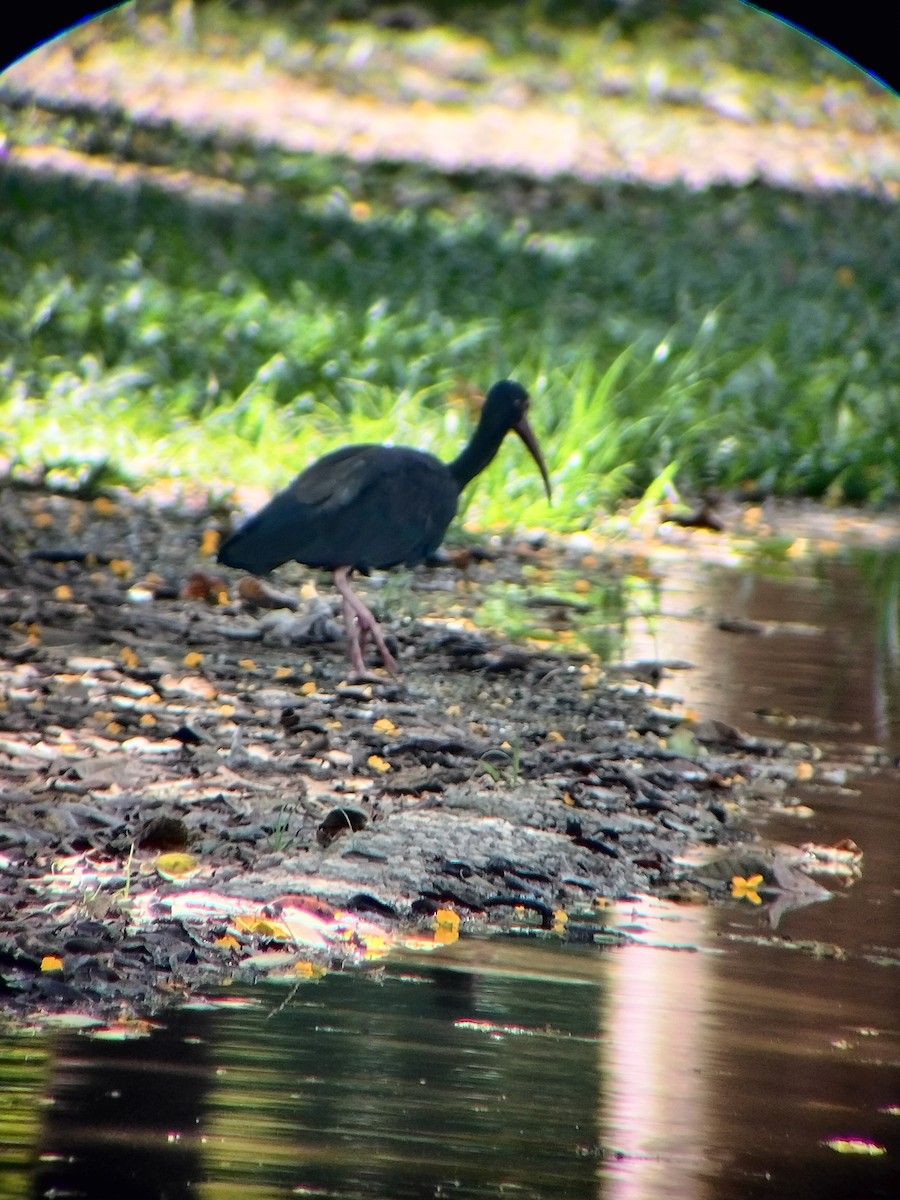 Fısıldayan Aynak - ML645544693