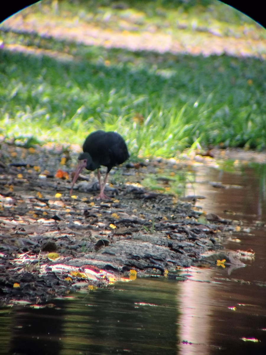 Fısıldayan Aynak - ML645544694