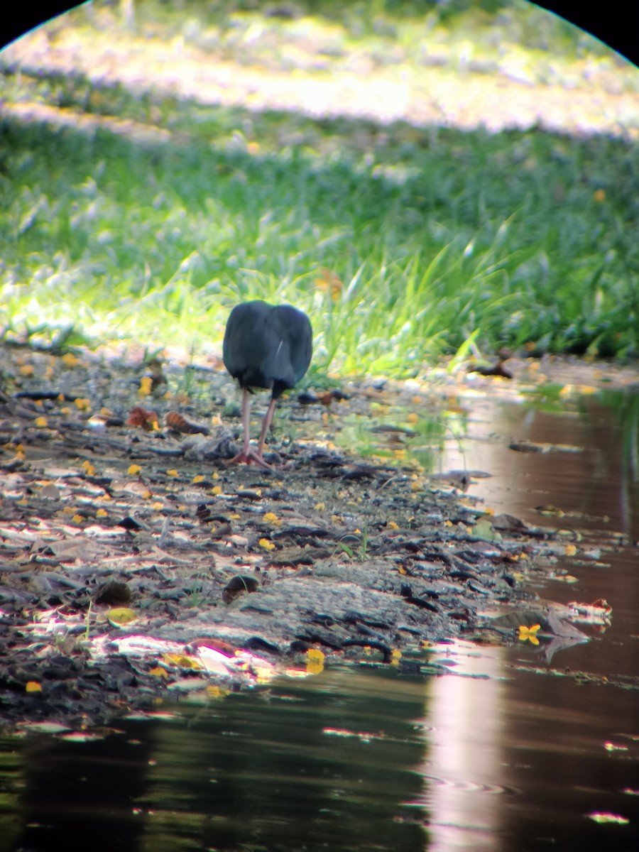 Fısıldayan Aynak - ML645544695