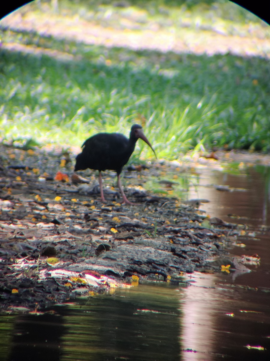 Fısıldayan Aynak - ML645544696