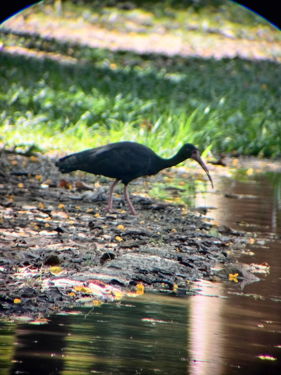 Fısıldayan Aynak - ML645544697