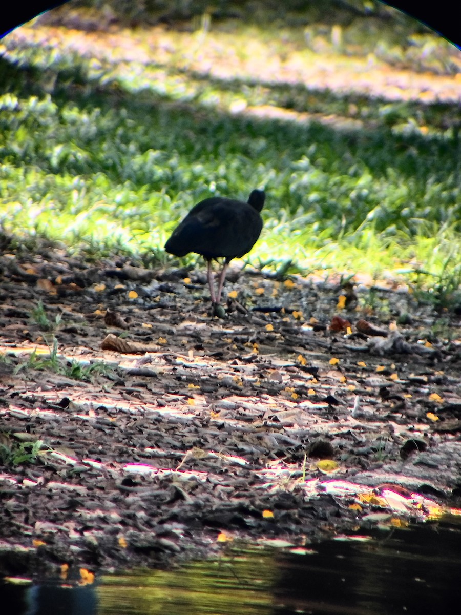 Fısıldayan Aynak - ML645544698