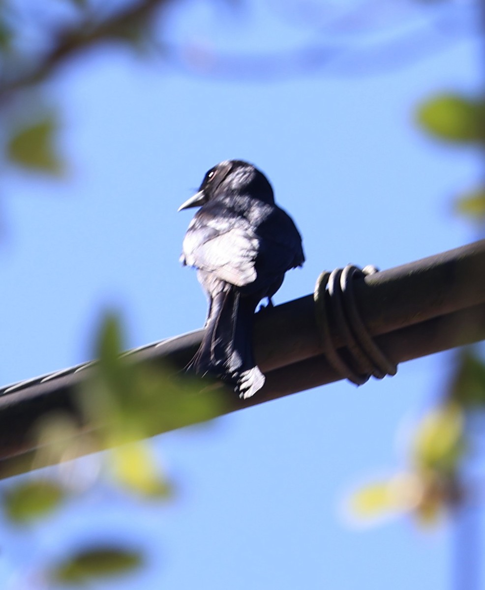 Kara Drongo - ML645544700