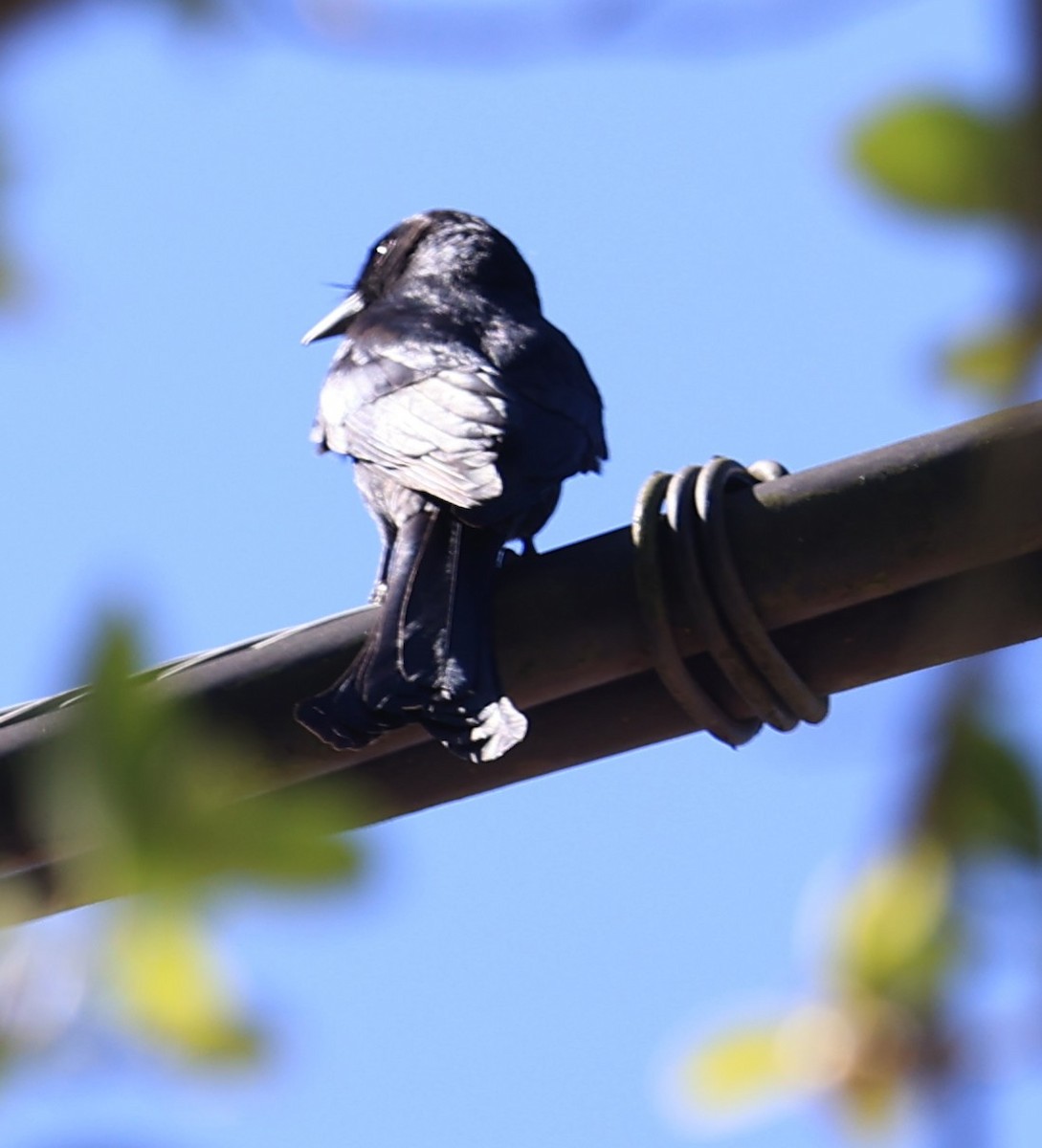 Kara Drongo - ML645544701