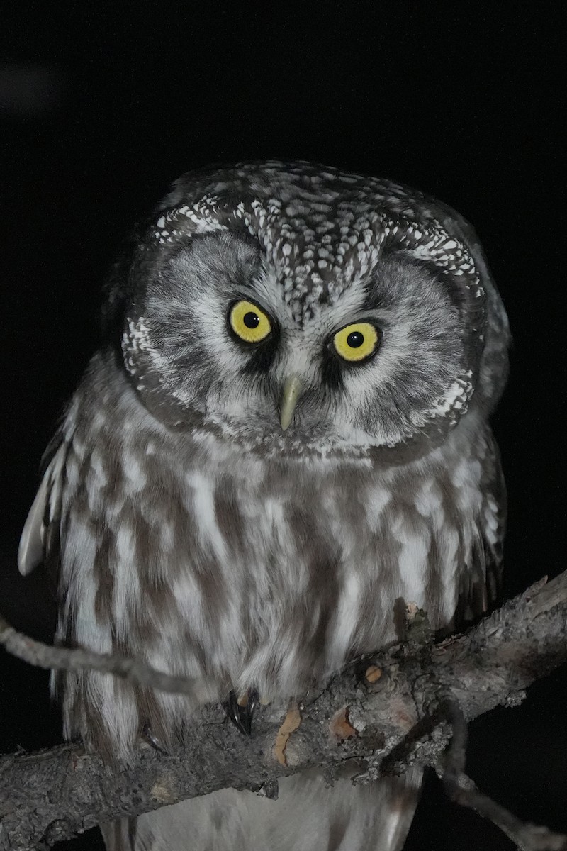 Paçalı Baykuş - ML645544703