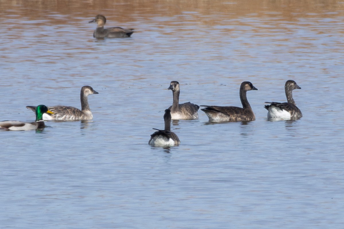 Snow x Cackling Goose (hybrid) - Tobin Brown