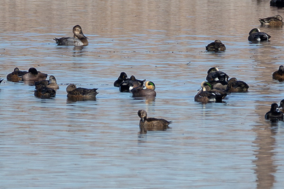 Amerika Fiyusu - ML645544708