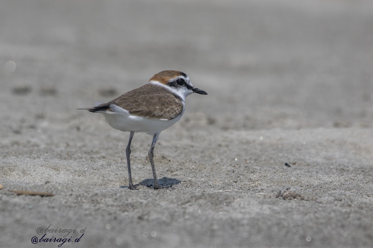 Akça Cılıbıt - ML645544710