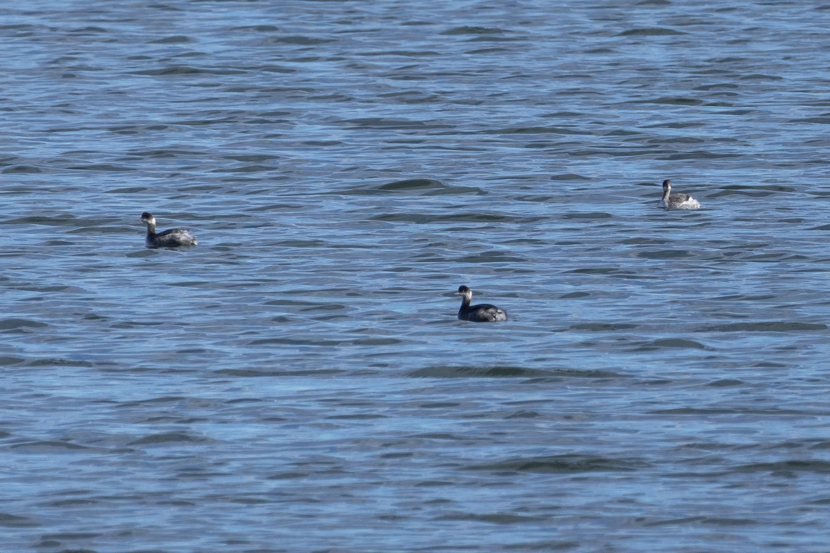 Kara Boyunlu Batağan - ML645544712