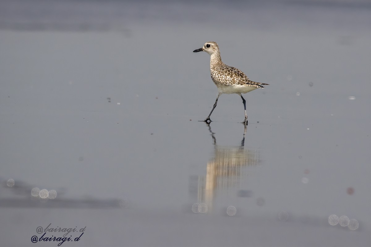 Gümüş Yağmurcun - ML645544722