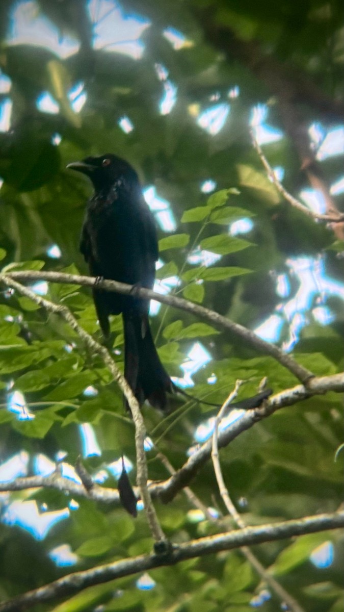 Büyük Raket Kuyruklu Drongo - ML645544725