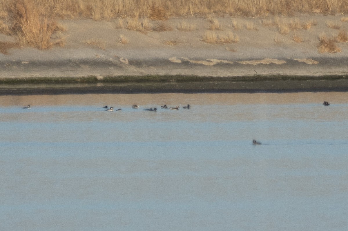 Telkuyruk - ML645544726