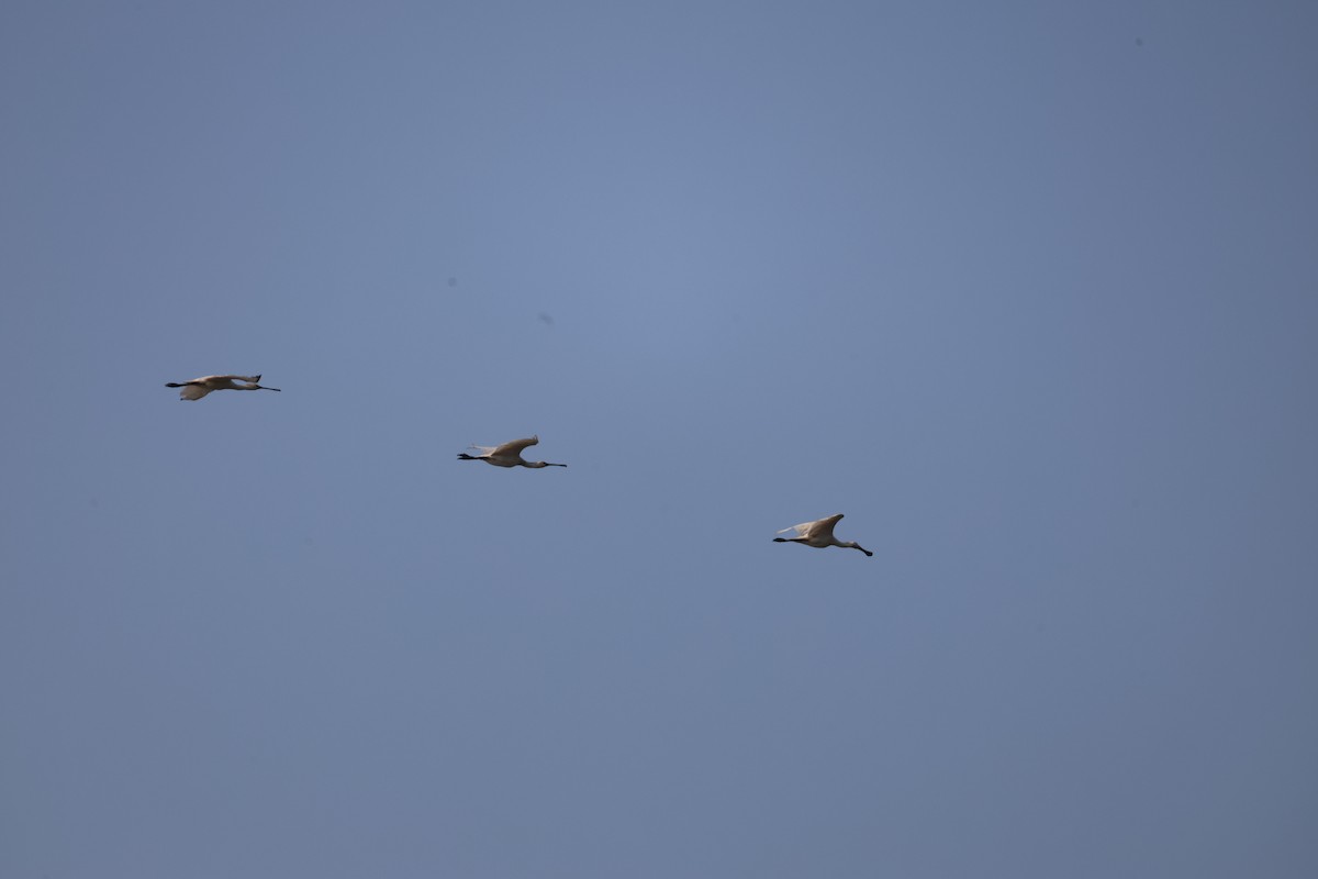 Kaşıkçı - ML645544729