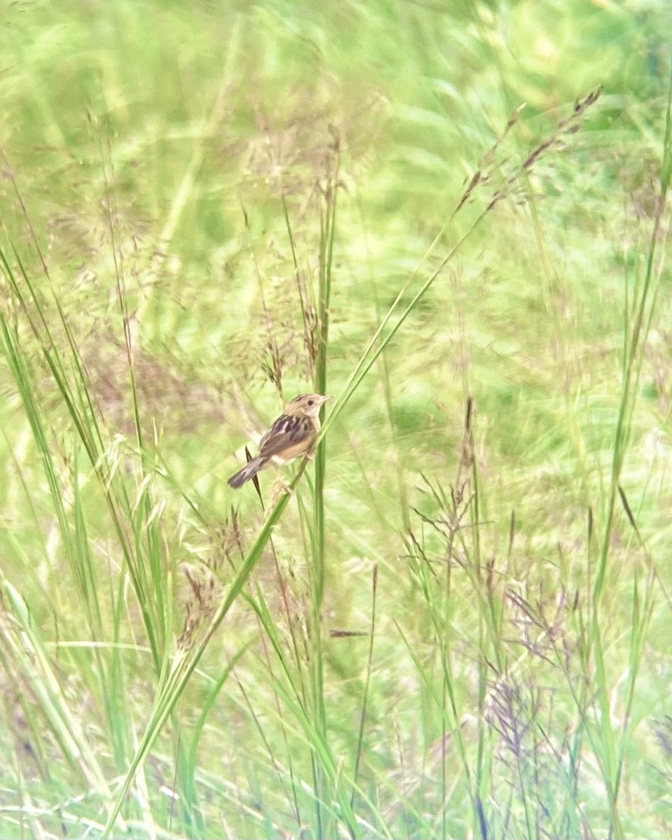 Golden-headed Cisticola - ML645544730