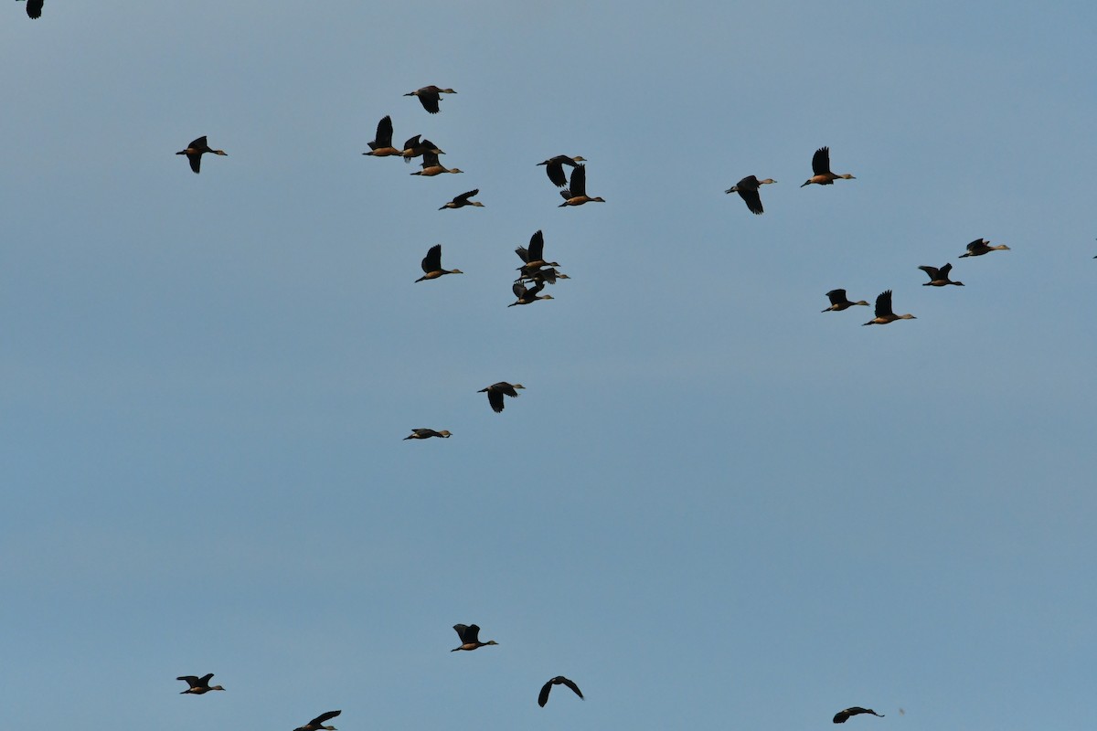 Cava Islıkçı Ördeği - ML645544731