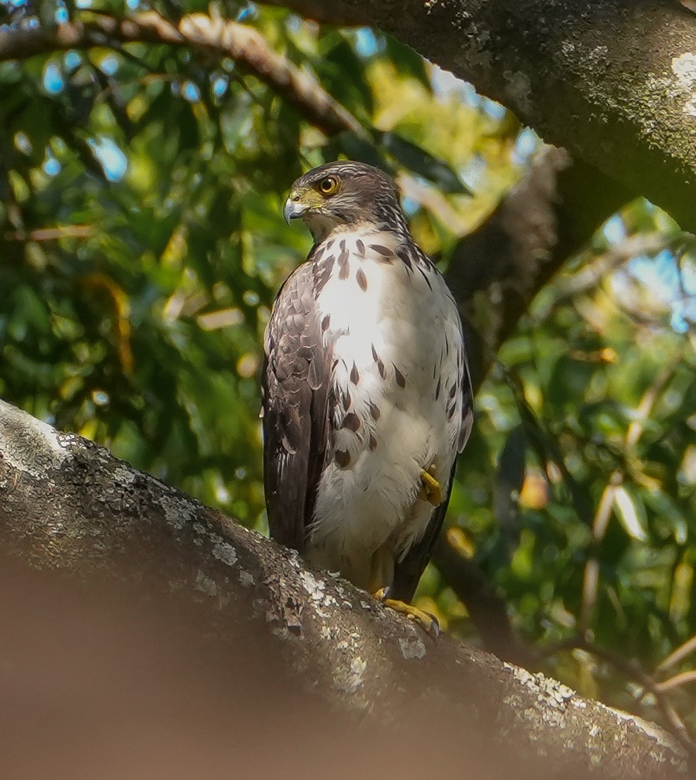 Amerika Atmacası - ML645544732