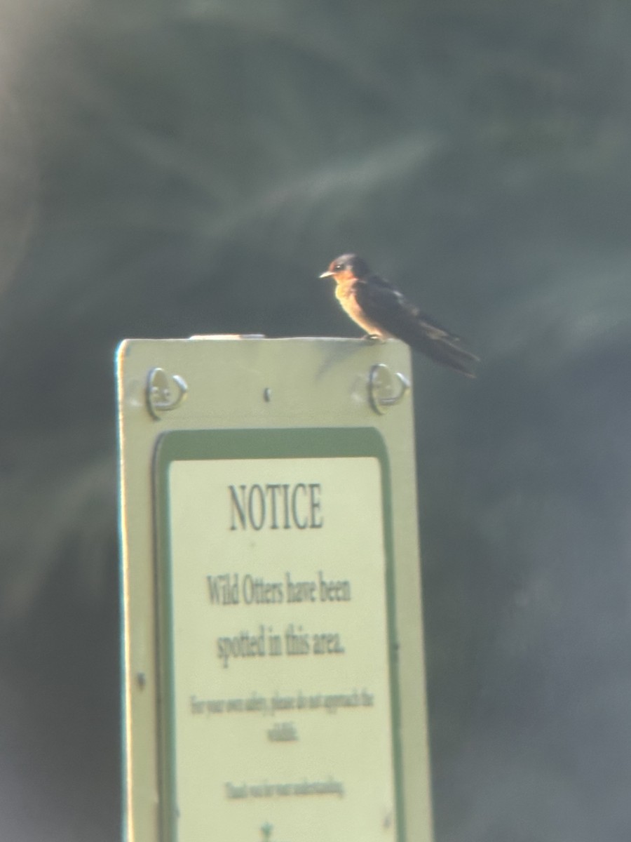 Pasifik Kırlangıcı - ML645544733