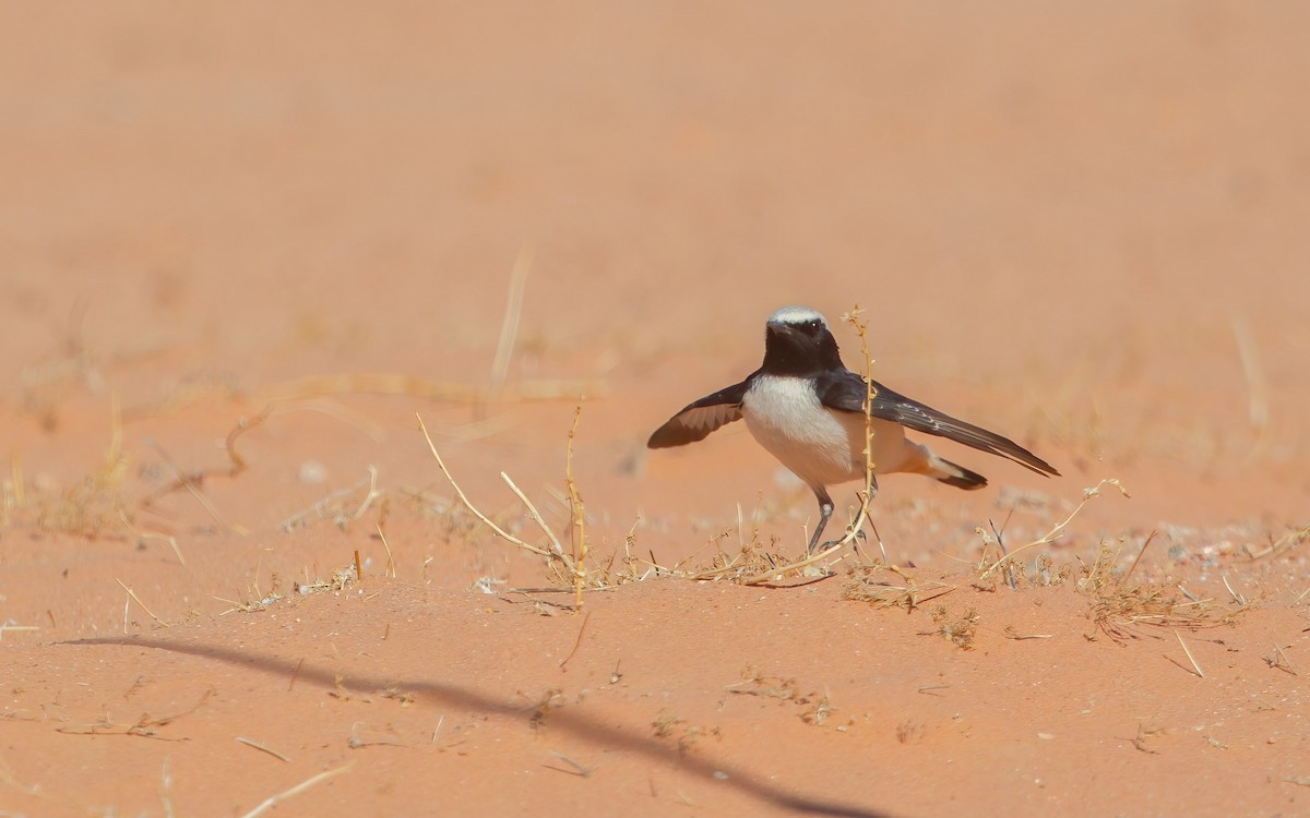 Kara Sırtlı Kuyrukkakan - ML645544734
