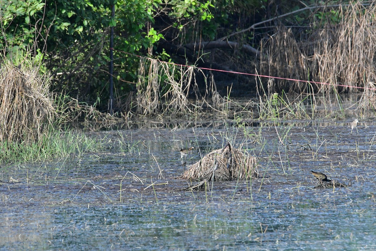 ostnák hnědoocasý - ML645544737