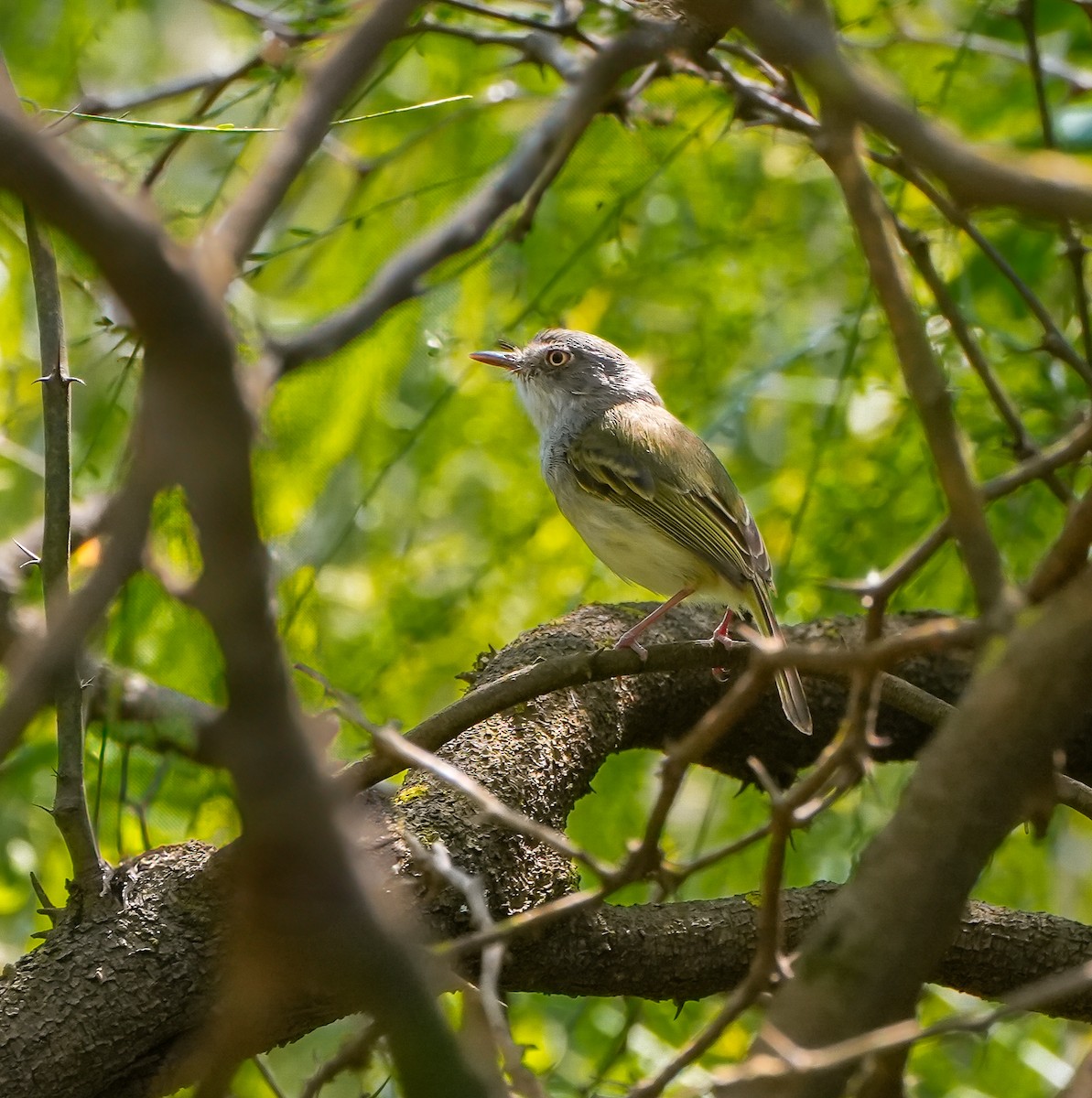 Pearly-vented Tody-Tyrant - ML645544740