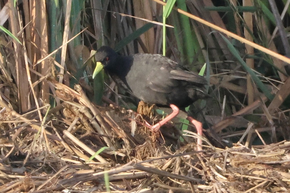 Чёрный погоныш - ML645544742