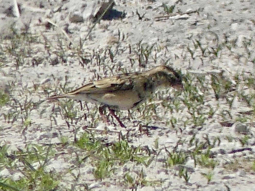 ミカドスズメ - ML645544749