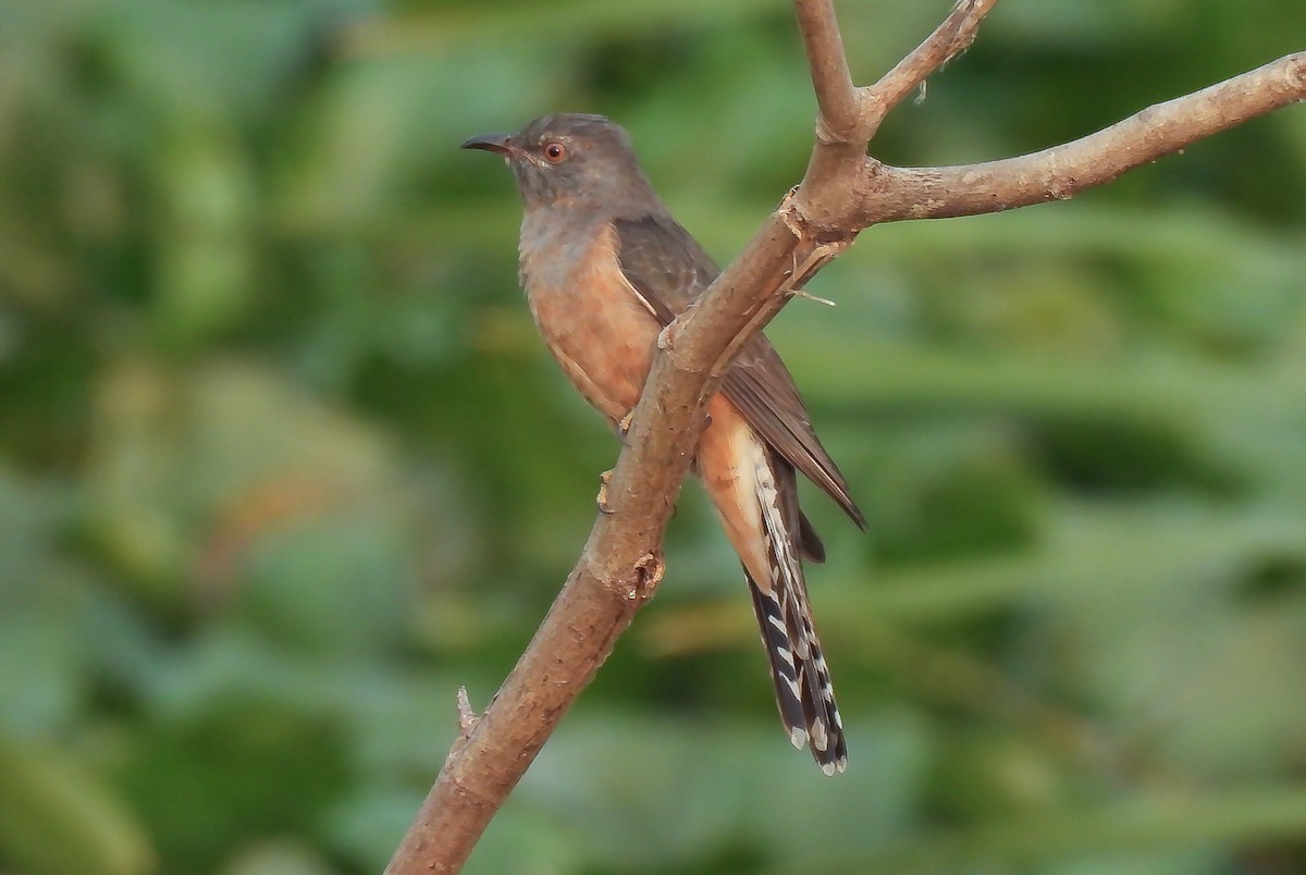 Plaintive Cuckoo - ML645544758