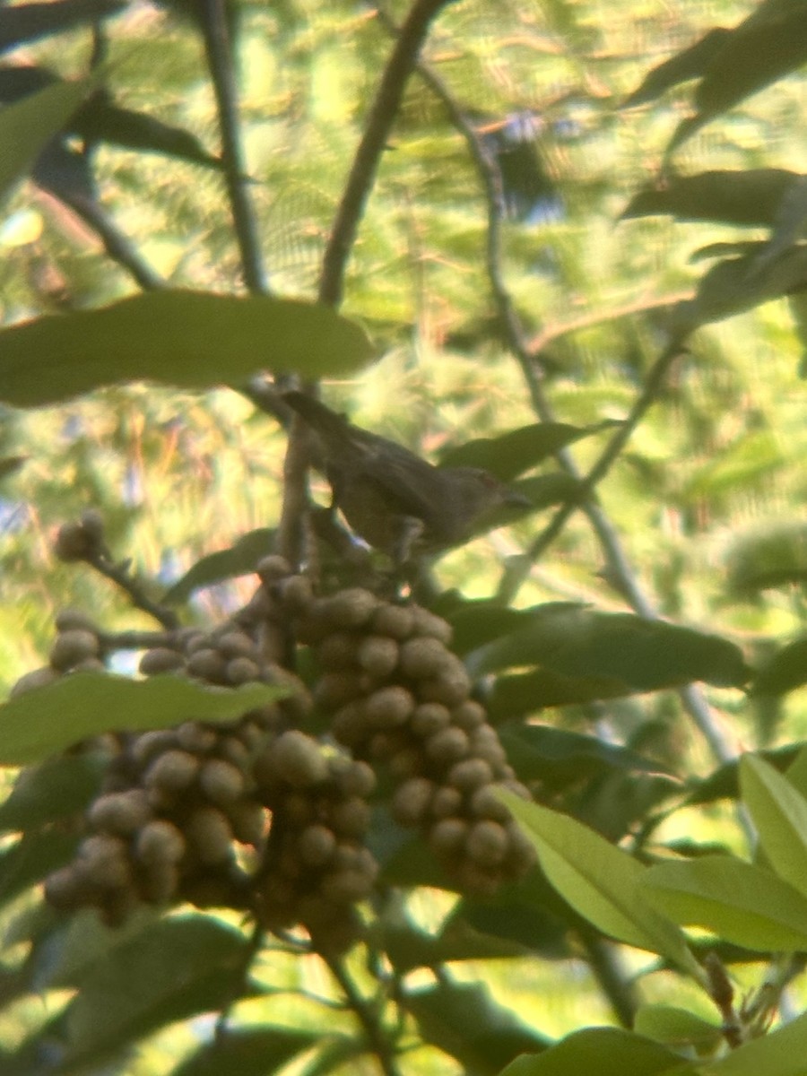 Red-eyed Bulbul - ML645544764