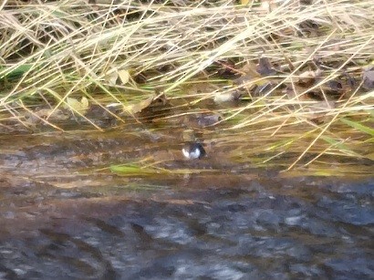 אמודאי הנחלים - ML645544768