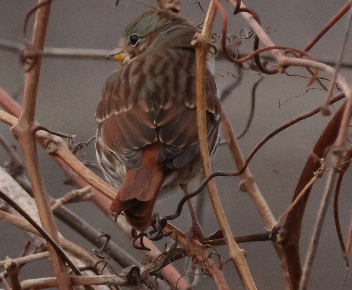 Fox Sparrow - ML645544770