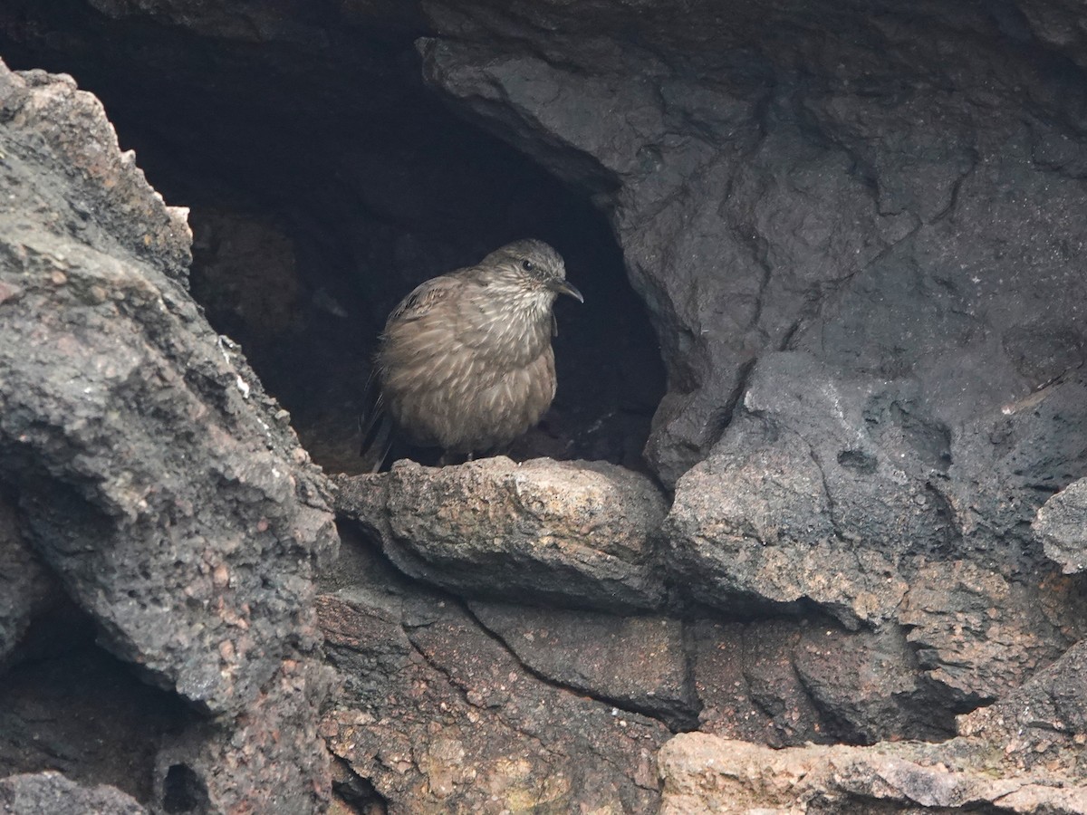 Felsuferwipper - ML645544772