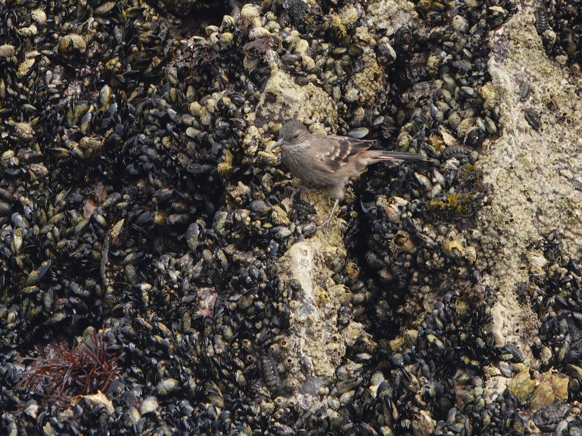 Felsuferwipper - ML645544773