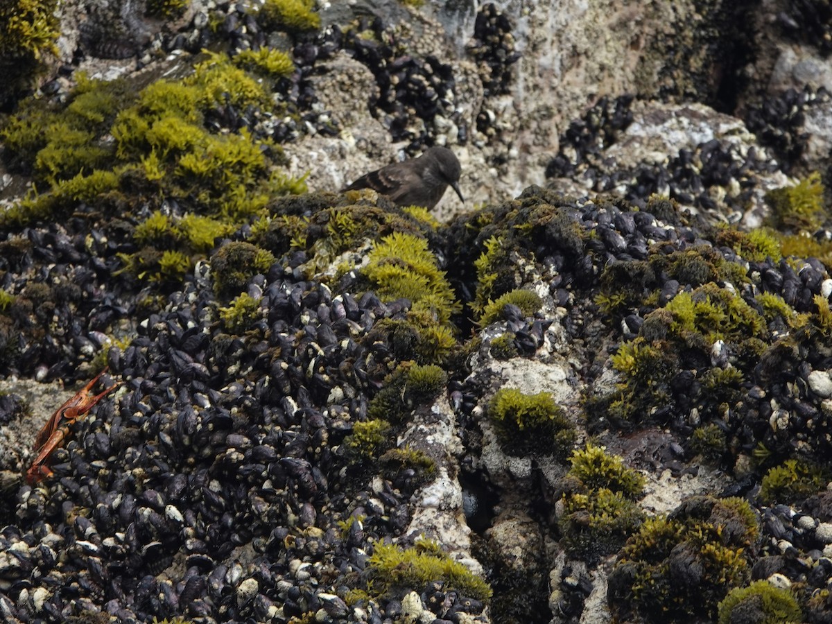 Felsuferwipper - ML645544774