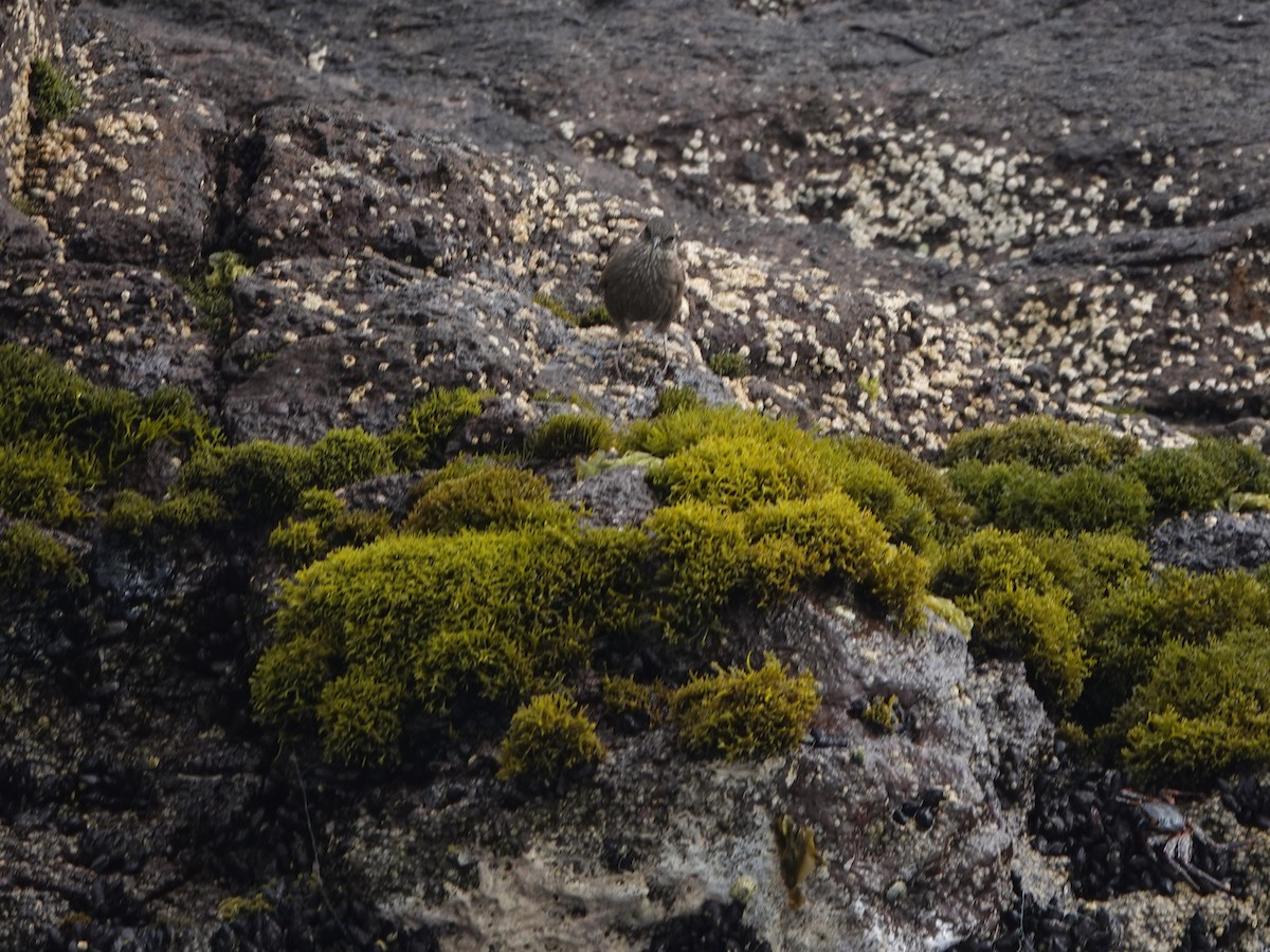 Felsuferwipper - ML645544775