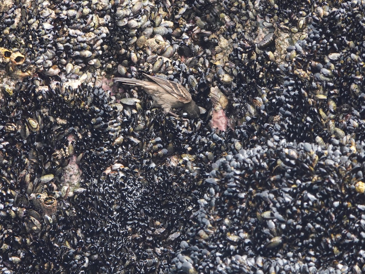 Felsuferwipper - ML645544776