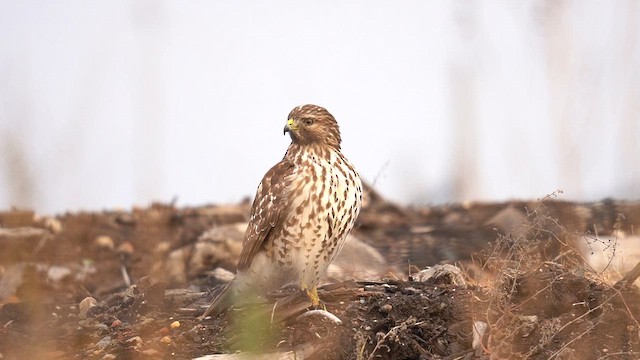 Red-shouldered Hawk - ML645544780
