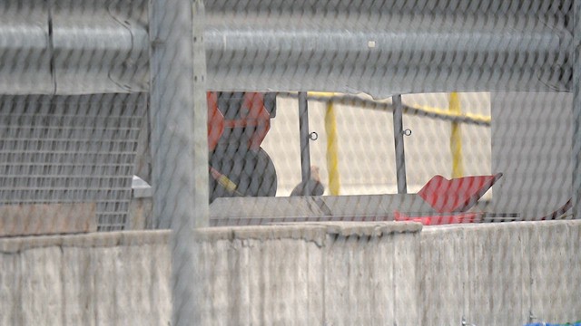 Yellow-headed Caracara - ML645544785