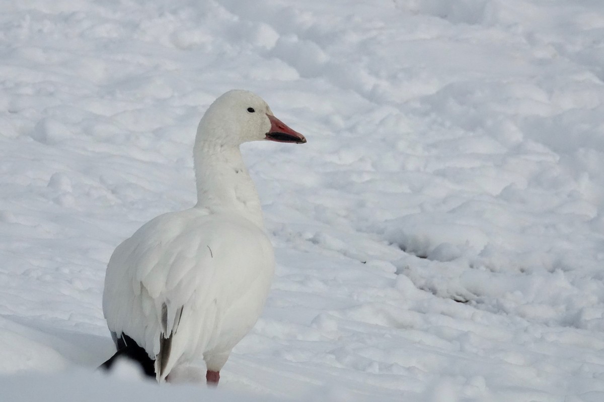 Snow Goose - ML645544792