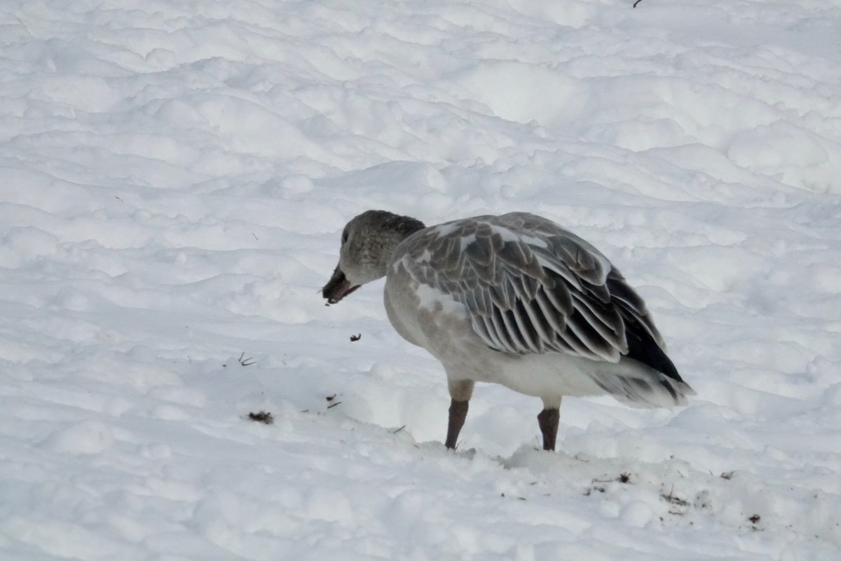 Snow Goose - ML645544793