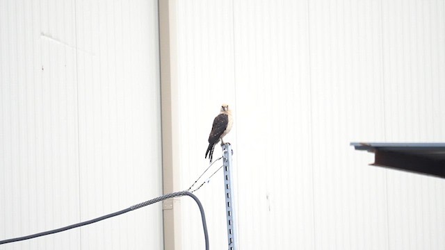 Yellow-headed Caracara - ML645544794