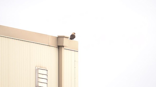 Yellow-headed Caracara - ML645544795