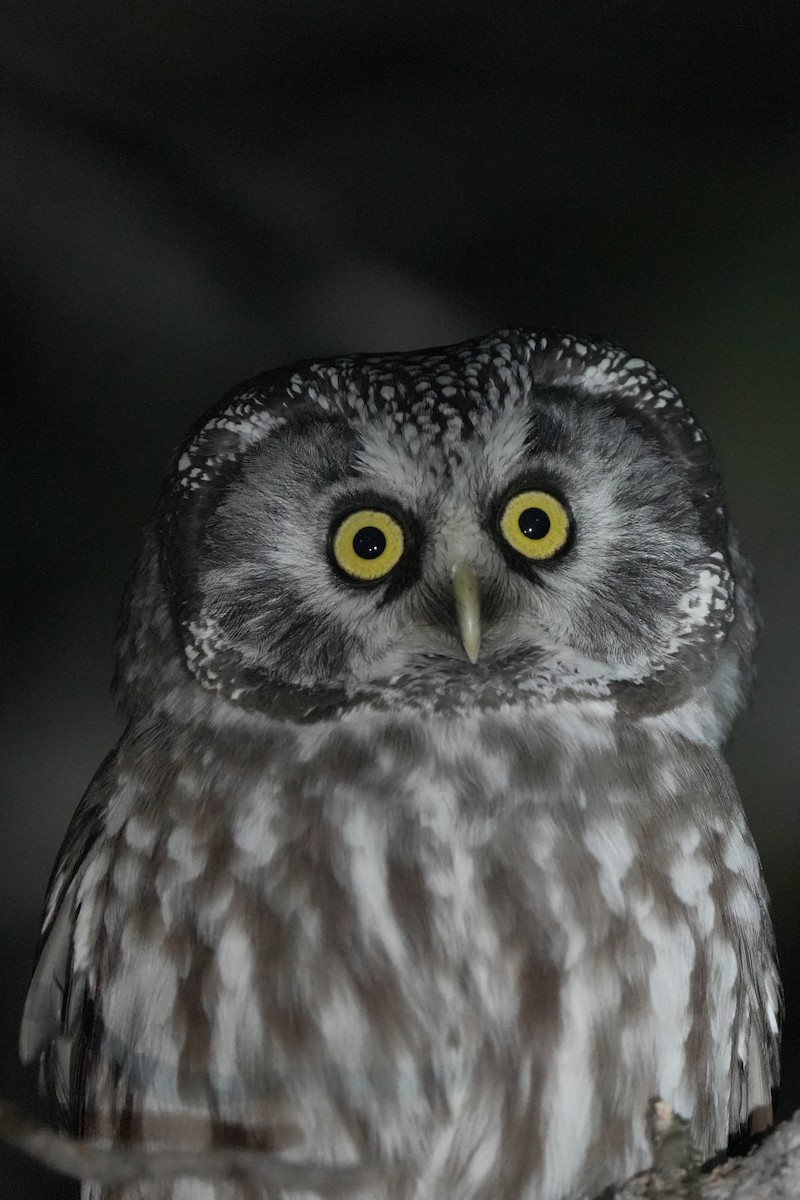 perleugle - ML645544798