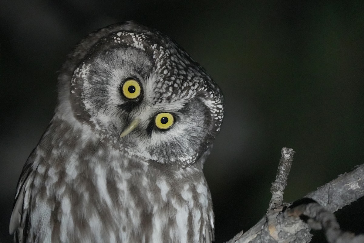 perleugle - ML645544801