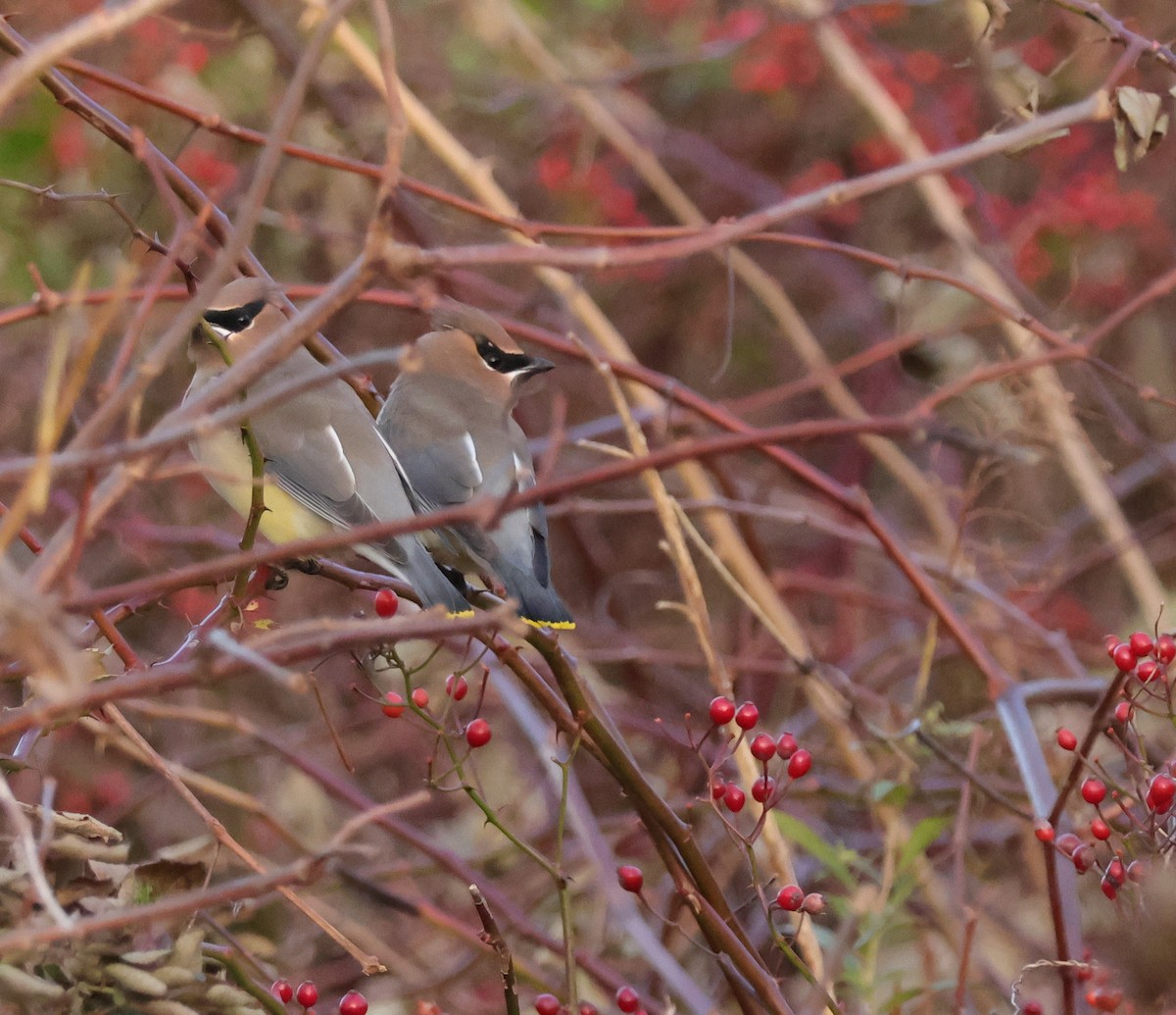 Cedar Waxwing - ML645544803